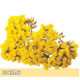 Helichrysum-永久花